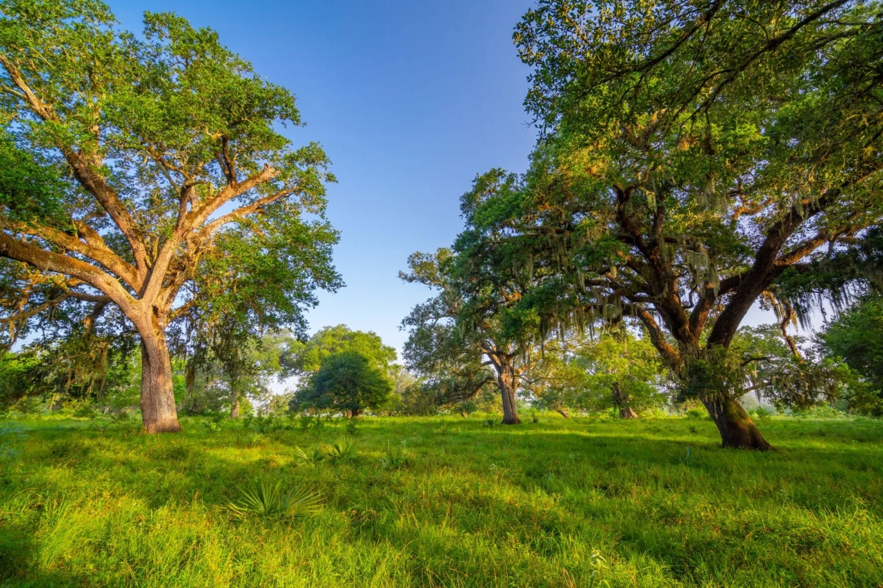 River Bottom Ranch Hunting Land for Sale