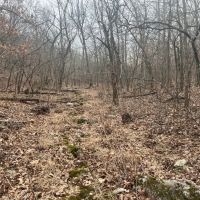 Wooded Ozarks Acreage