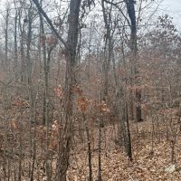 Wooded Ozarks Acreage images 5