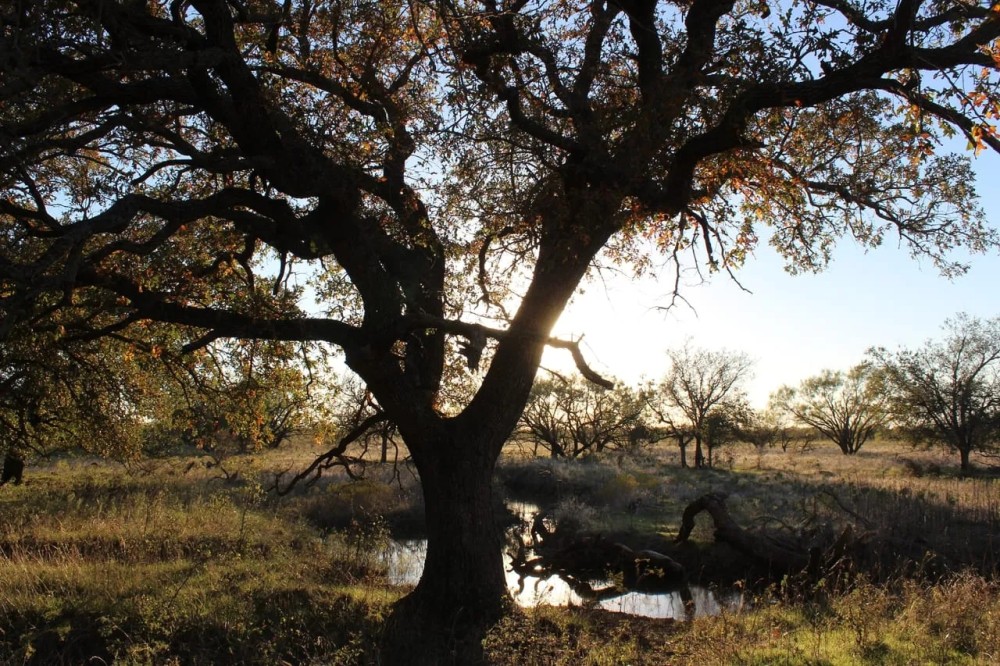 Rural acreage option 1.5 hours West of Downtown Ft. Worth featured image