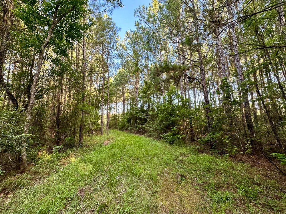 10 Acres Howell Rd. featured image