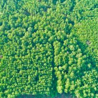 10 Acres Howell Rd. images 2
