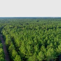 10 Acres Howell Rd. images 3