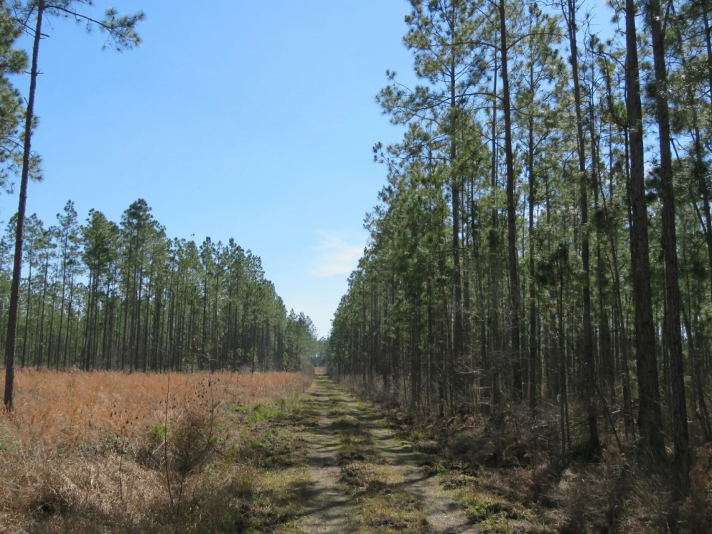 Lake City Timberland Tract featured image