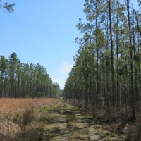 Lake City Timberland Tract