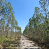 Lake City Timberland Tract images 2