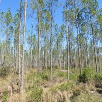 Lake City Timberland Tract images 3
