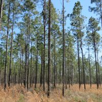 Lake City Timberland Tract images 4