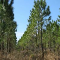 Lake City Timberland Tract images 5