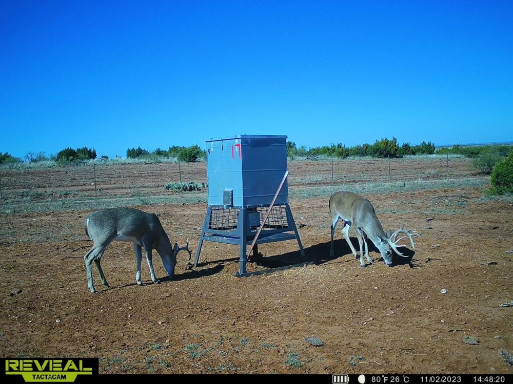 Motley Draw Ranch featured image