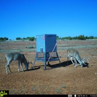 Motley Draw Ranch