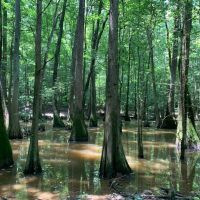 Cahaba River Duck Property images 2