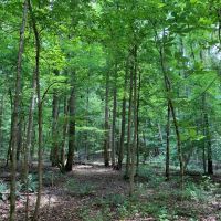 Cahaba River Duck Property images 3