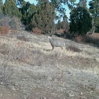 Ponderosa Lot 1 images 3
