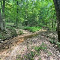 415.7 Acres in Perry County for Sale images 4
