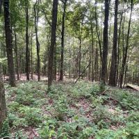 415.7 Acres in Perry County for Sale images 5