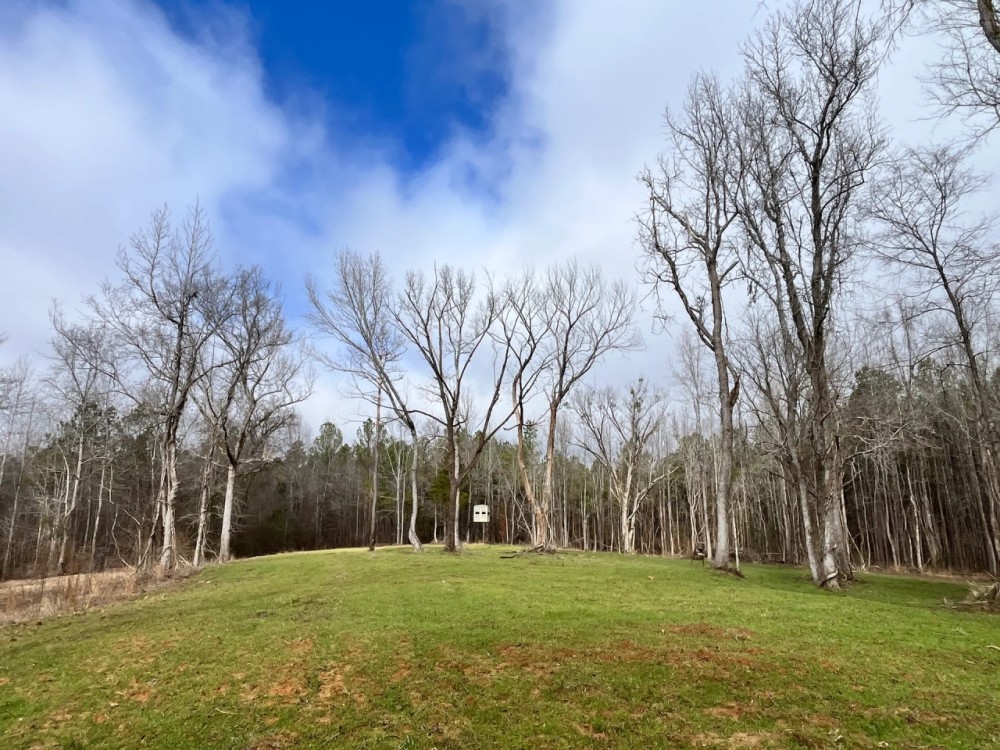 86 Acres in Webster County MS featured image