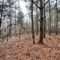 86 Acres in Webster County MS images 3