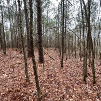 86 Acres in Webster County MS images 4