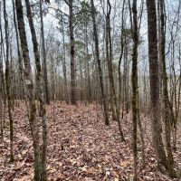 86 Acres in Webster County MS images 5