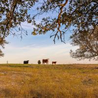 Trophy Whitetail and Cattle Ranch Outside Evant Texas images 3