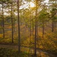 Longleaf images 4