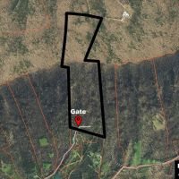 31 Acres with Cabin - Great Hunting Property images 2
