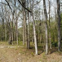 95 - Acres Shorter AL images 5