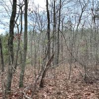 Treat Mountain Road images 3