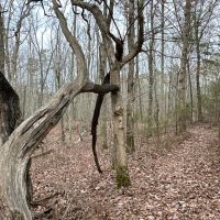 Treat Mountain Road images 4