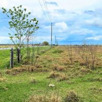 Needville Tract 10 12 Acre Only 15K Down images 3