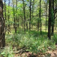 JOSLIN VALLEY Tract C images 4
