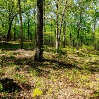 40 - Acres Mature Timber Pond CAVES Independence County Southside Arkansas images 2