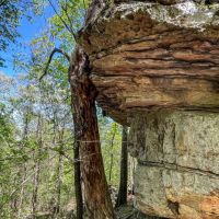 40 - Acres Mature Timber Pond CAVES Independence County Southside Arkansas images 3
