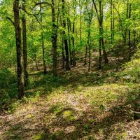 40 - Acres Mature Timber Pond CAVES Independence County Southside Arkansas images 4
