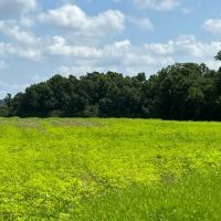 76 - Acre Farm Land Houston County AL images 2