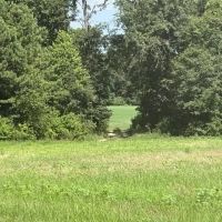 76 - Acre Farm Land Houston County AL images 5