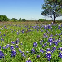 Amazing Hill Country Views Ag Exempt Briggs TX