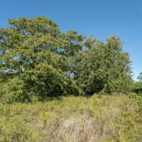 30 Acres in Milam County images 3