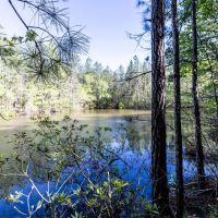 120 acres of Fine Hunting Land for Sale in Butler County AL images 2