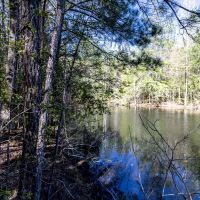 120 acres of Fine Hunting Land for Sale in Butler County AL images 3