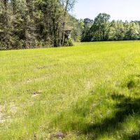 120 acres of Fine Hunting Land for Sale in Butler County AL images 4
