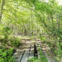120 acres of Fine Hunting Land for Sale in Butler County AL images 5