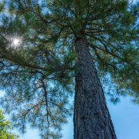 McCurtain 160 images 3