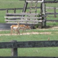 Li Cattle Ranch