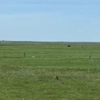 Li Cattle Ranch images 4