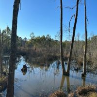 Yellow Fly Hunting Tract images 5