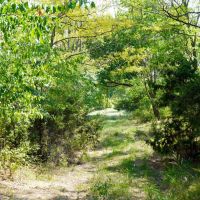 40 Acres of Hunting Land in Stroud Oklahoma images 4
