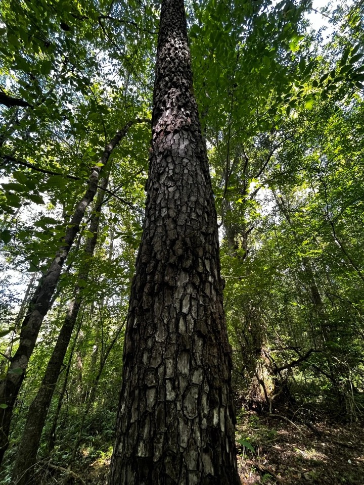 40 Acres in Choctaw County MS featured image