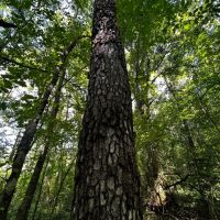 40 Acres in Choctaw County MS